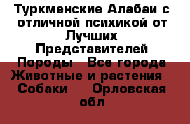 Туркменские Алабаи с отличной психикой от Лучших Представителей Породы - Все города Животные и растения » Собаки   . Орловская обл.